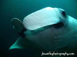 Manta ray gets inquisitive

This manta came very close ... by Jim Catlin 